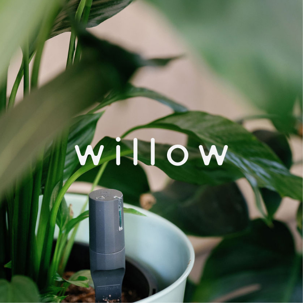 Case Study - Willow